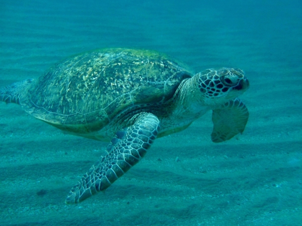MARSA ALAM INSIEME Viaggi Organizzati